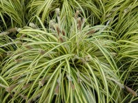 Carex variagata